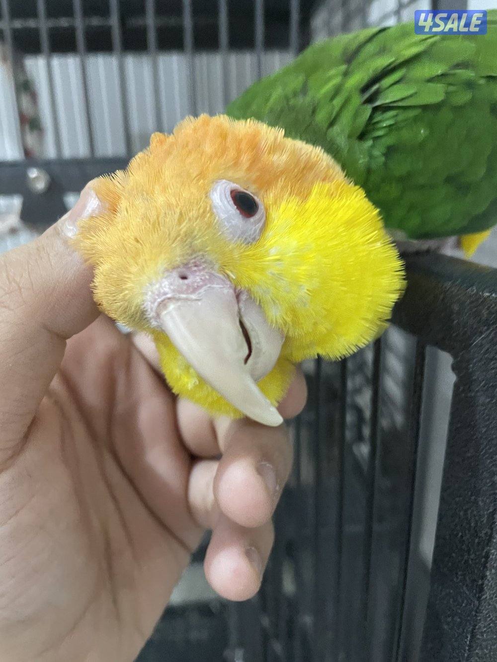 كاييك وايت بيلي عمره سنه ونص الجنس أنثى ربوه مع قفص كبير السعر ٢٥٠6