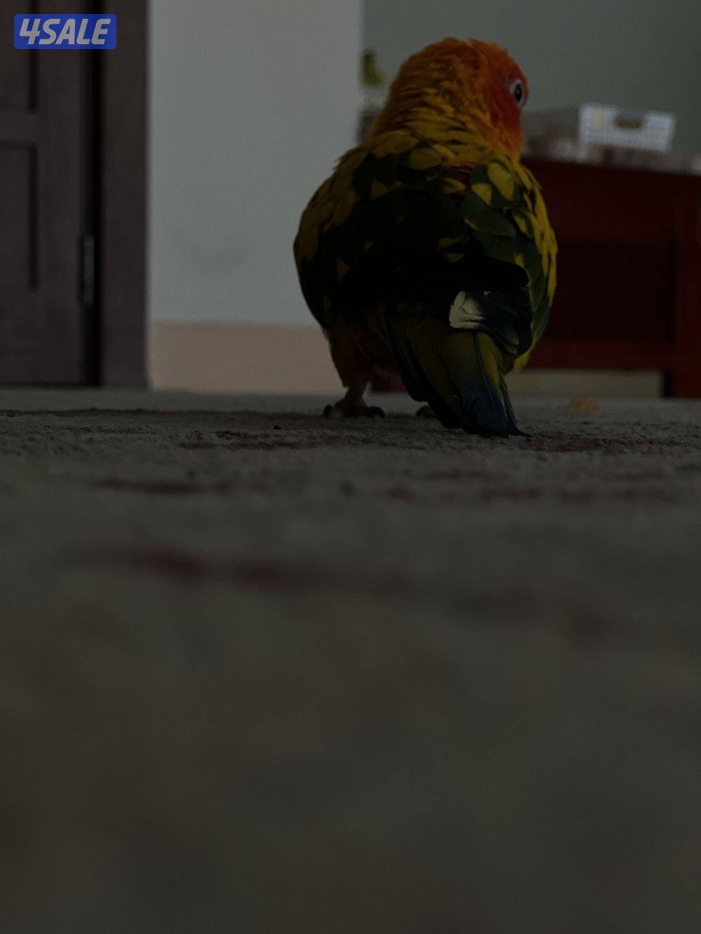 صن كنيور ربوه1