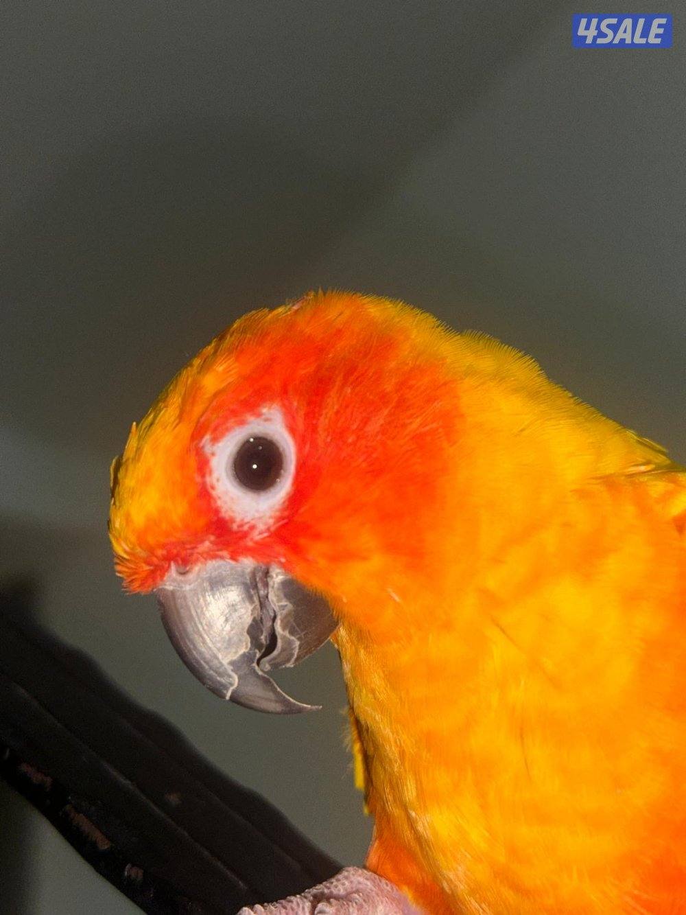 صن كنيور ربوه3