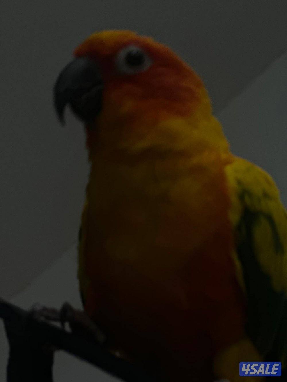 صن كنيور ربوه2