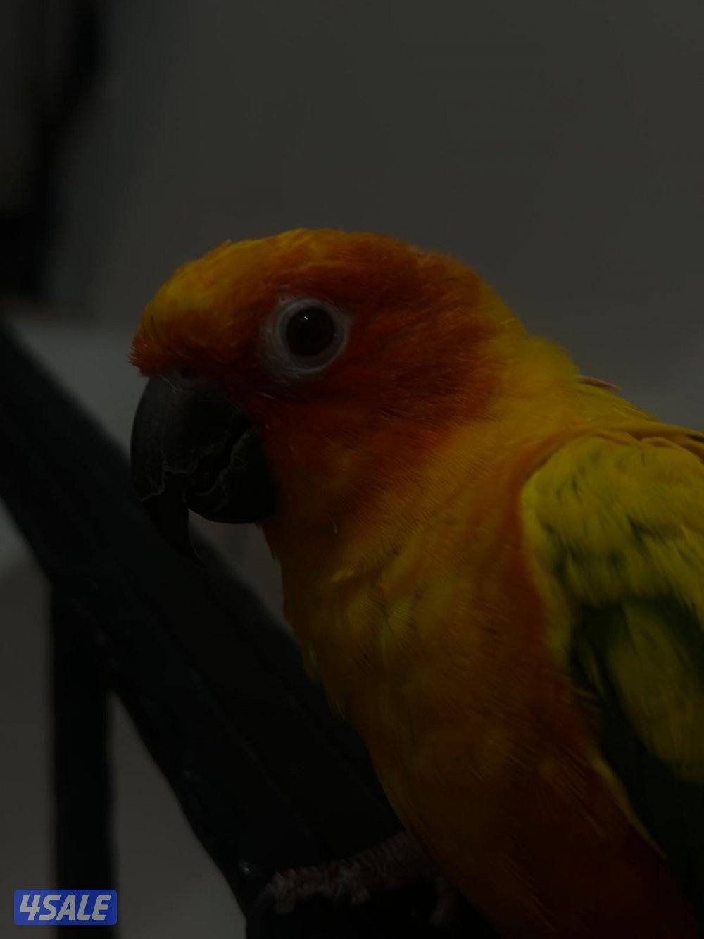 صن كنيور ربوه4