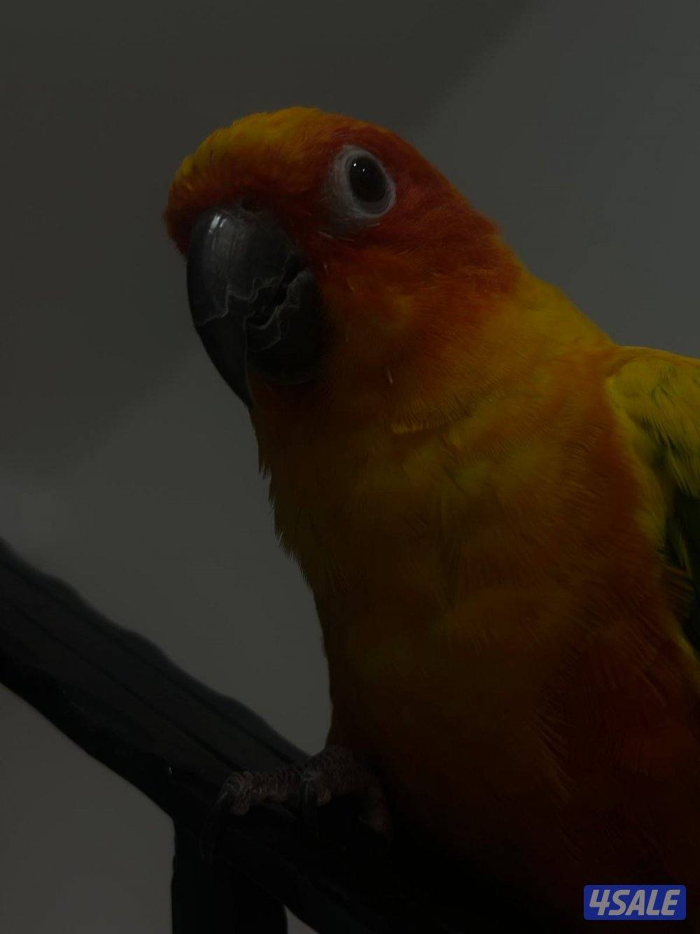 صن كنيور ربوه5