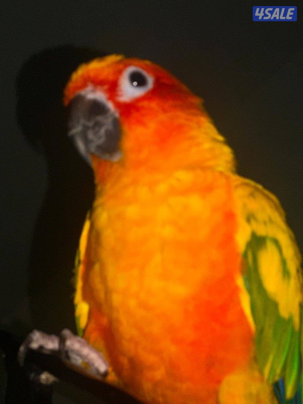 صن كنيور ربوه6