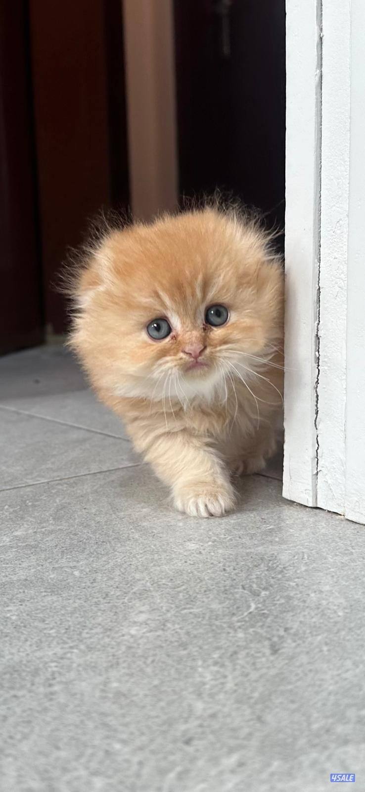 للبيع قطط سكوتش فولد0