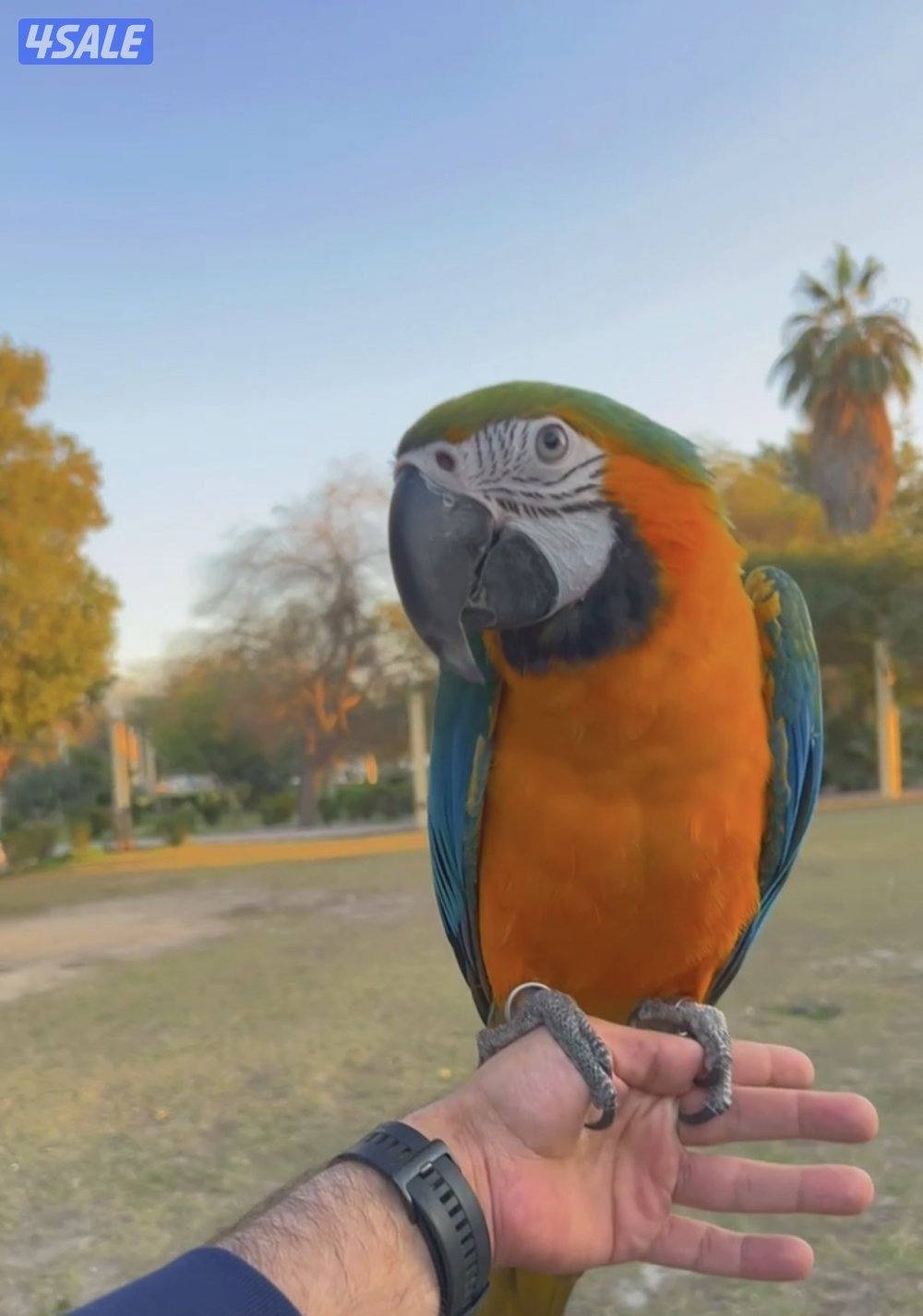 مكاو مفقود lost macaw1