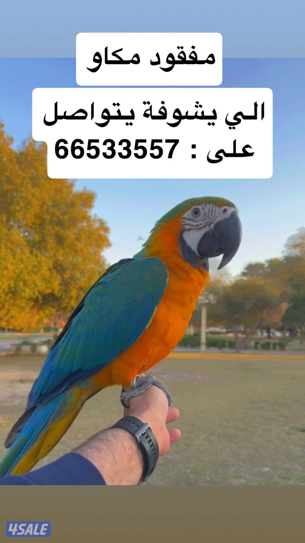مكاو مفقود lost macaw2