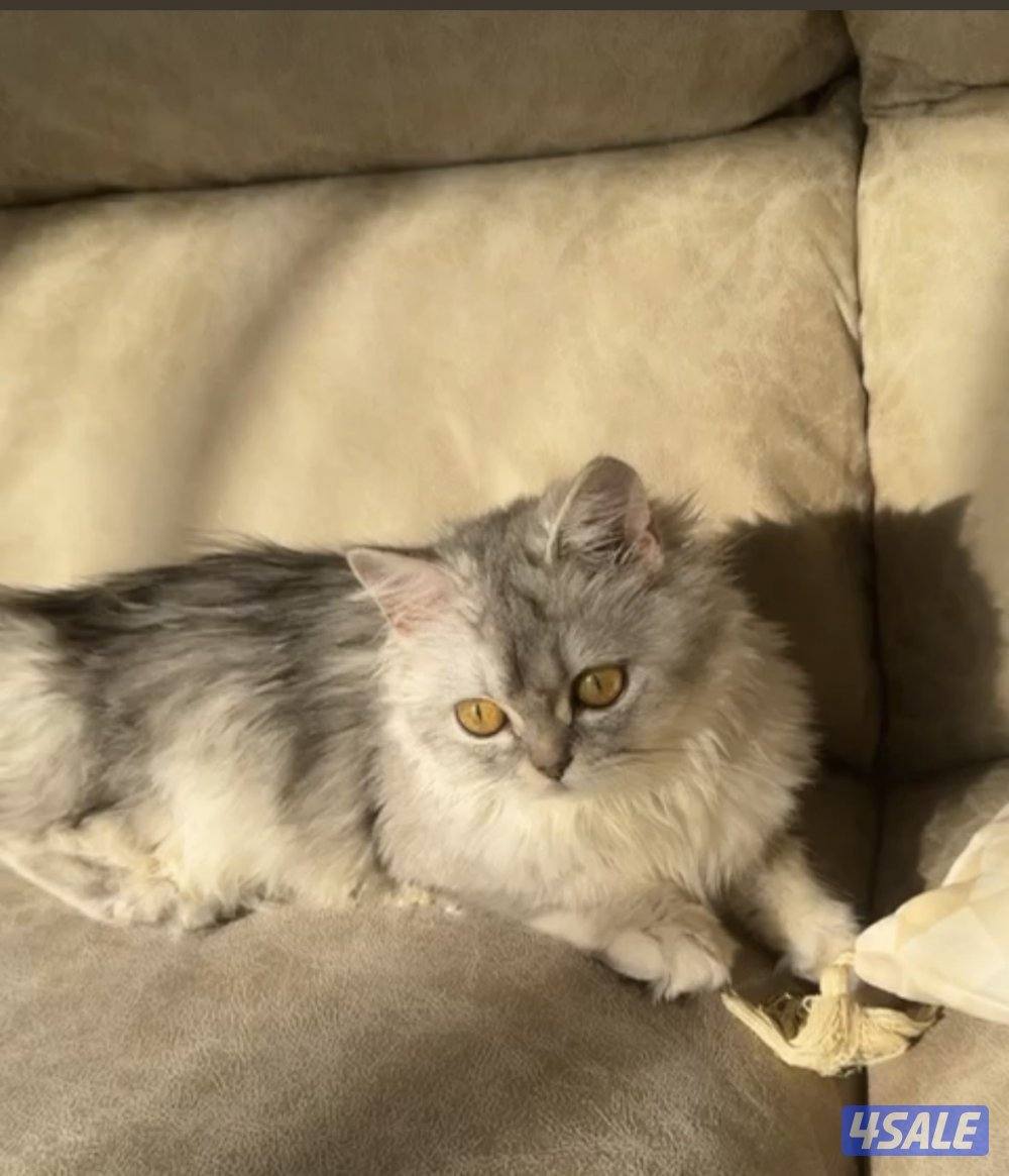 للبيع فقط مو للتبني قطة انثى شيرازي مكس برتش العمر 4 شهور0