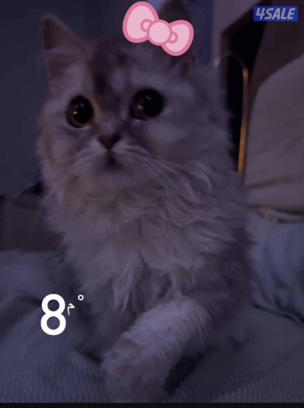 للبيع فقط مو للتبني قطة انثى شيرازي مكس برتش العمر 4 شهور1
