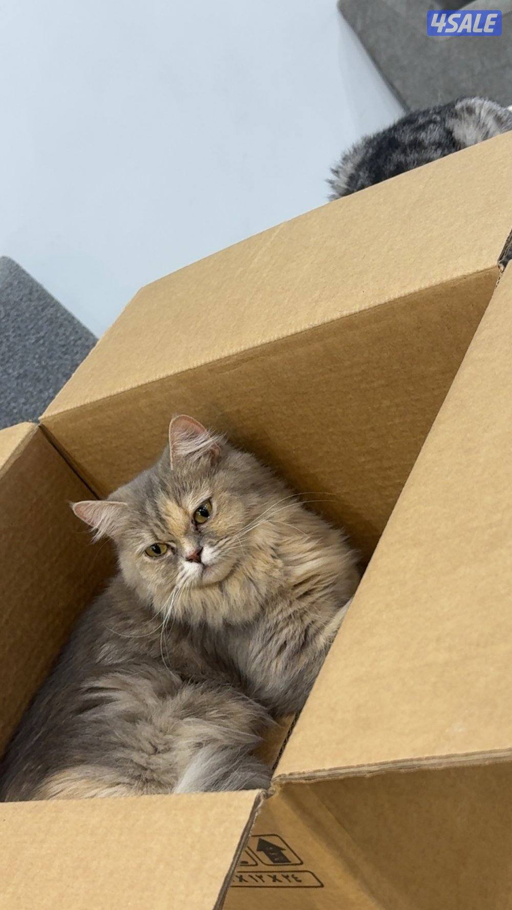 قطة للتبني واخذوا معاها ١٠ دنانير لاني اعاني من حساسية القطط0