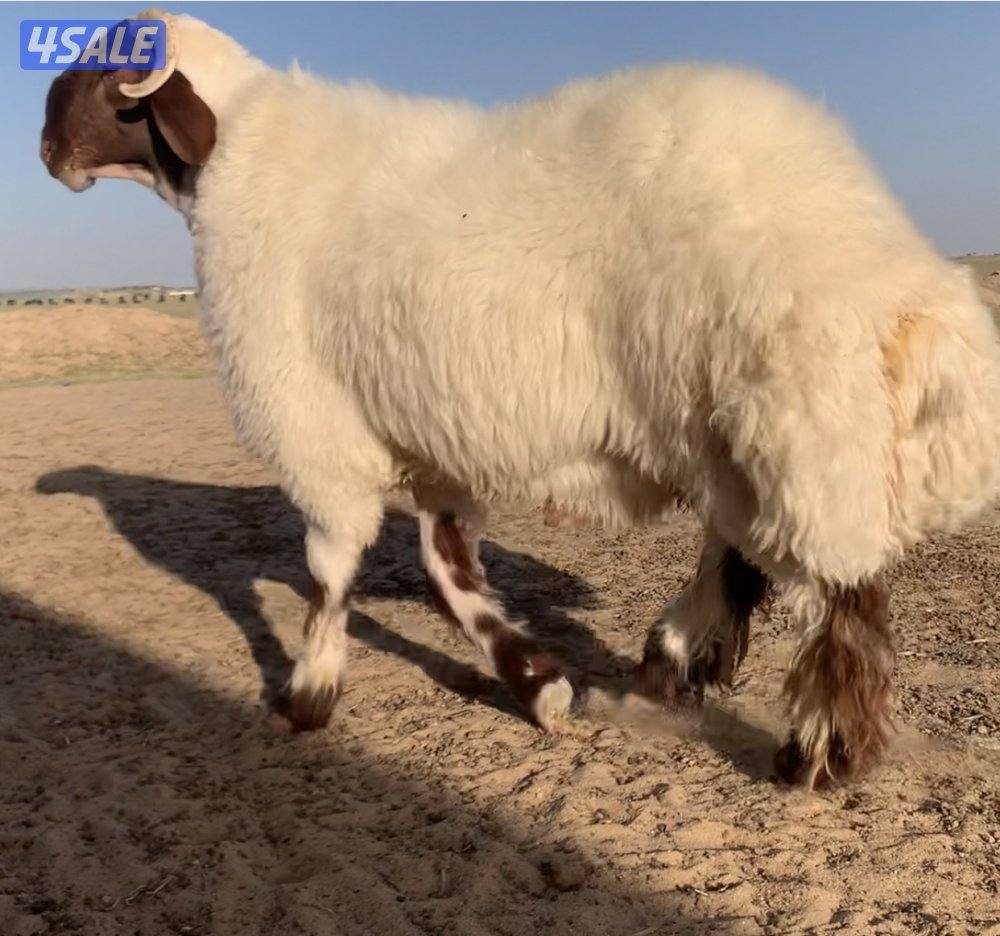 طريق الارتال السالمي1