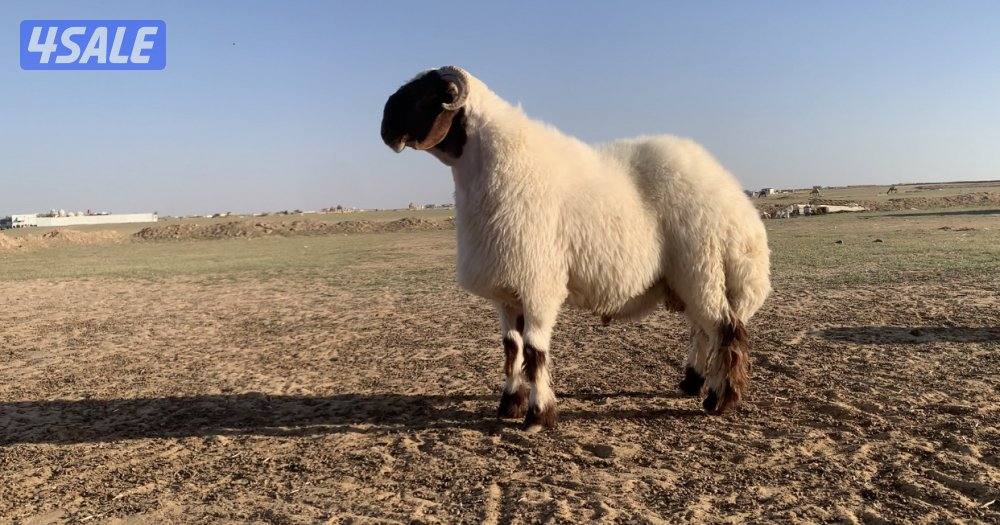 طريق الارتال السالمي0