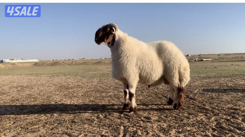 طريق الارتال السالمي2