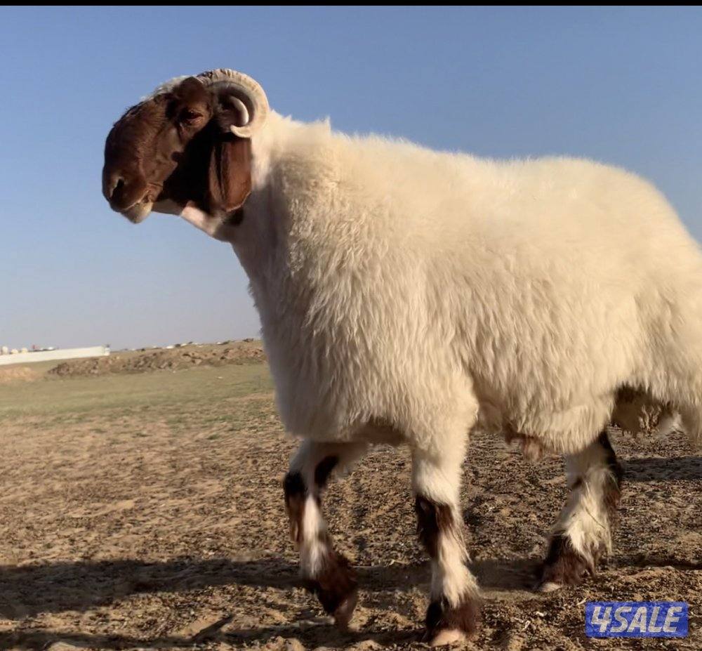 طريق الارتال السالمي4