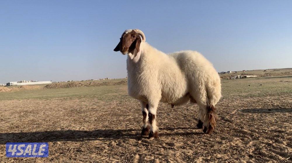 طريق الارتال السالمي3