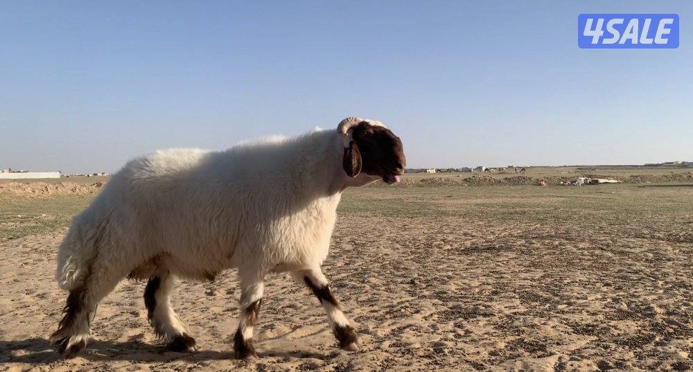 طريق الارتال السالمي5