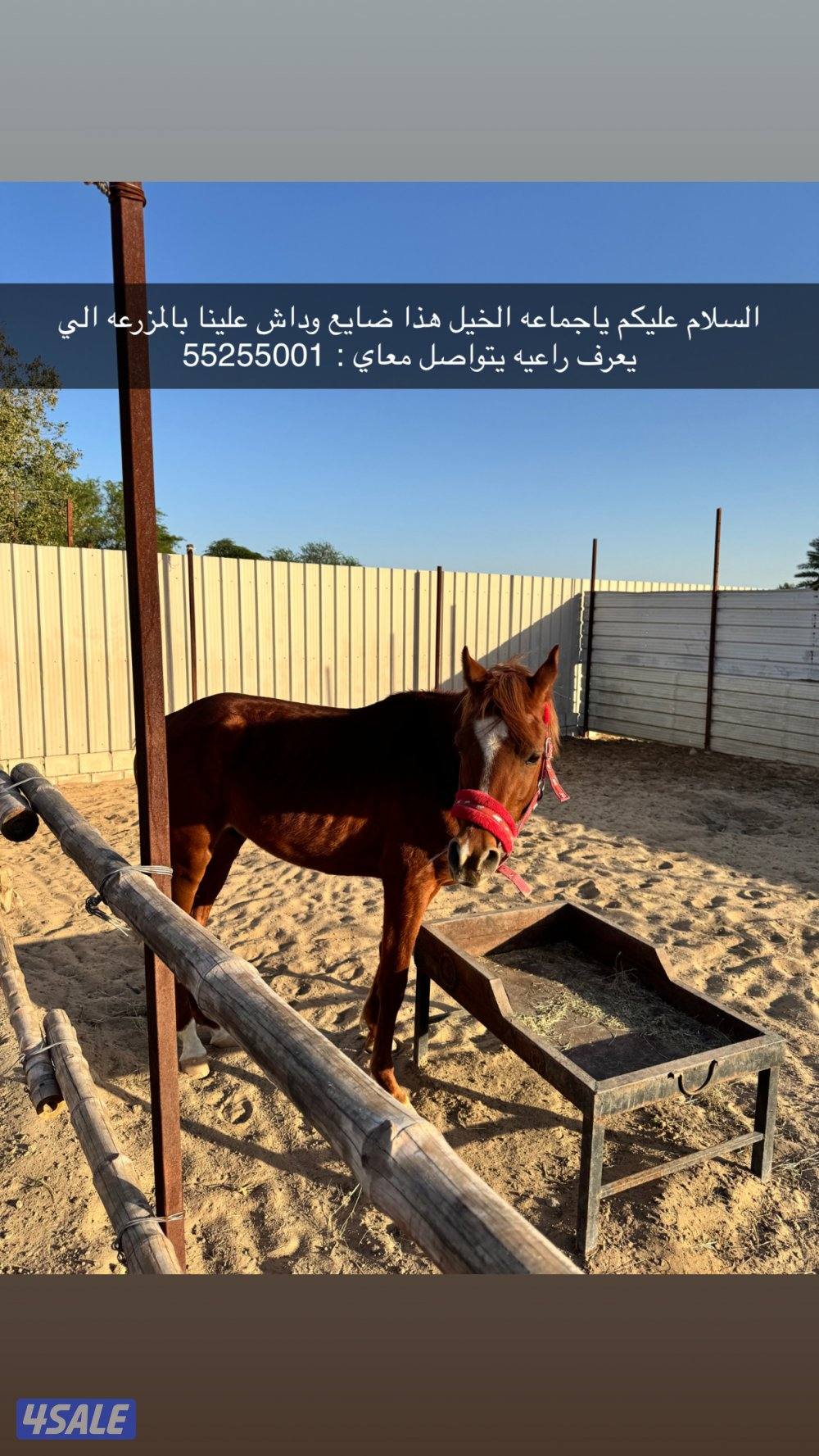 الي ضايع له خيل يتواصل معاي رقم التواصل 55255010