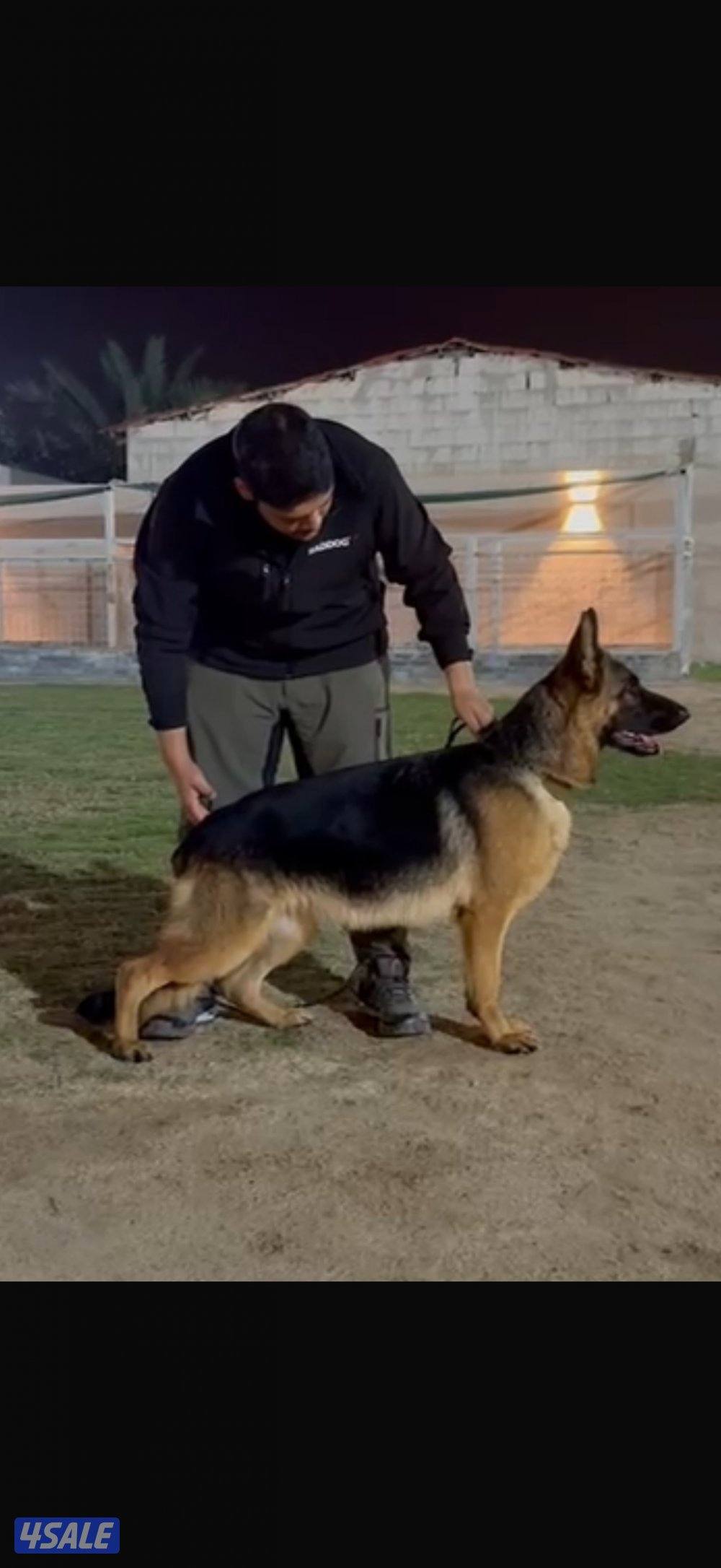 للبيع جيرمن شيبرد0