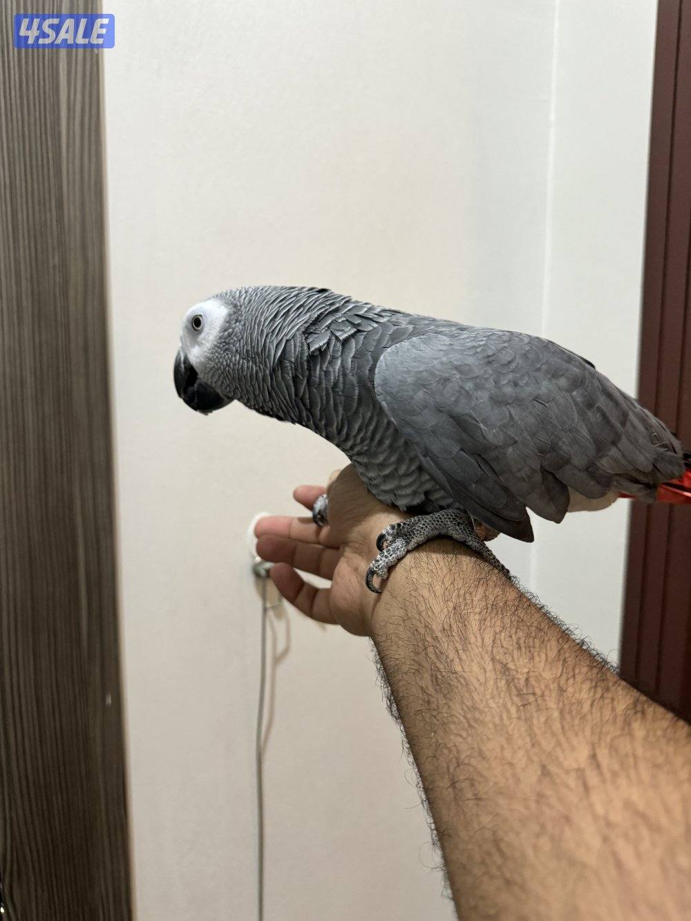 للبيع كاسكو هولندي كثير الكلام وربوه1