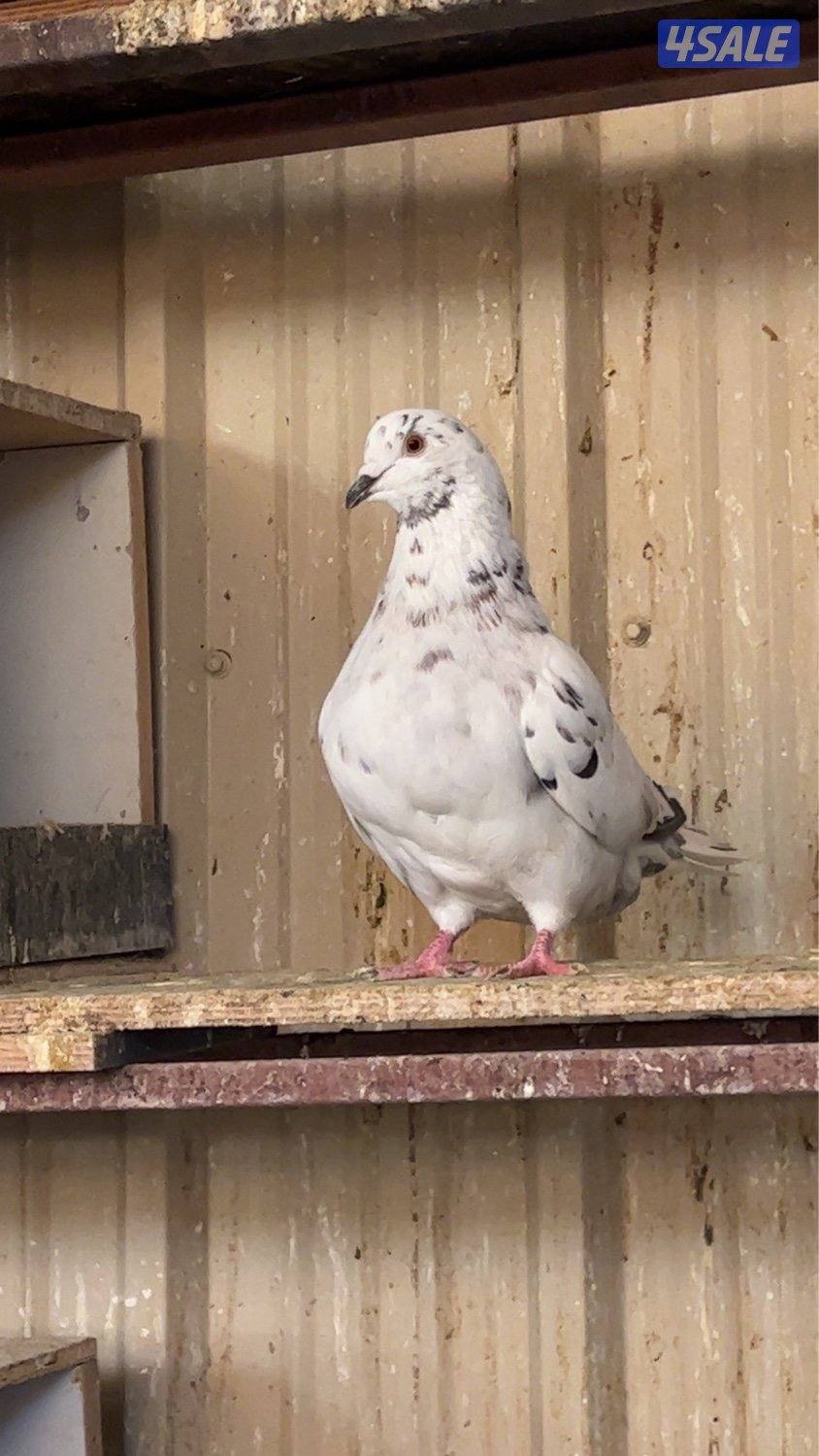 للبيع حمام تركيب دشي حمام طيبه ماشاءالله0