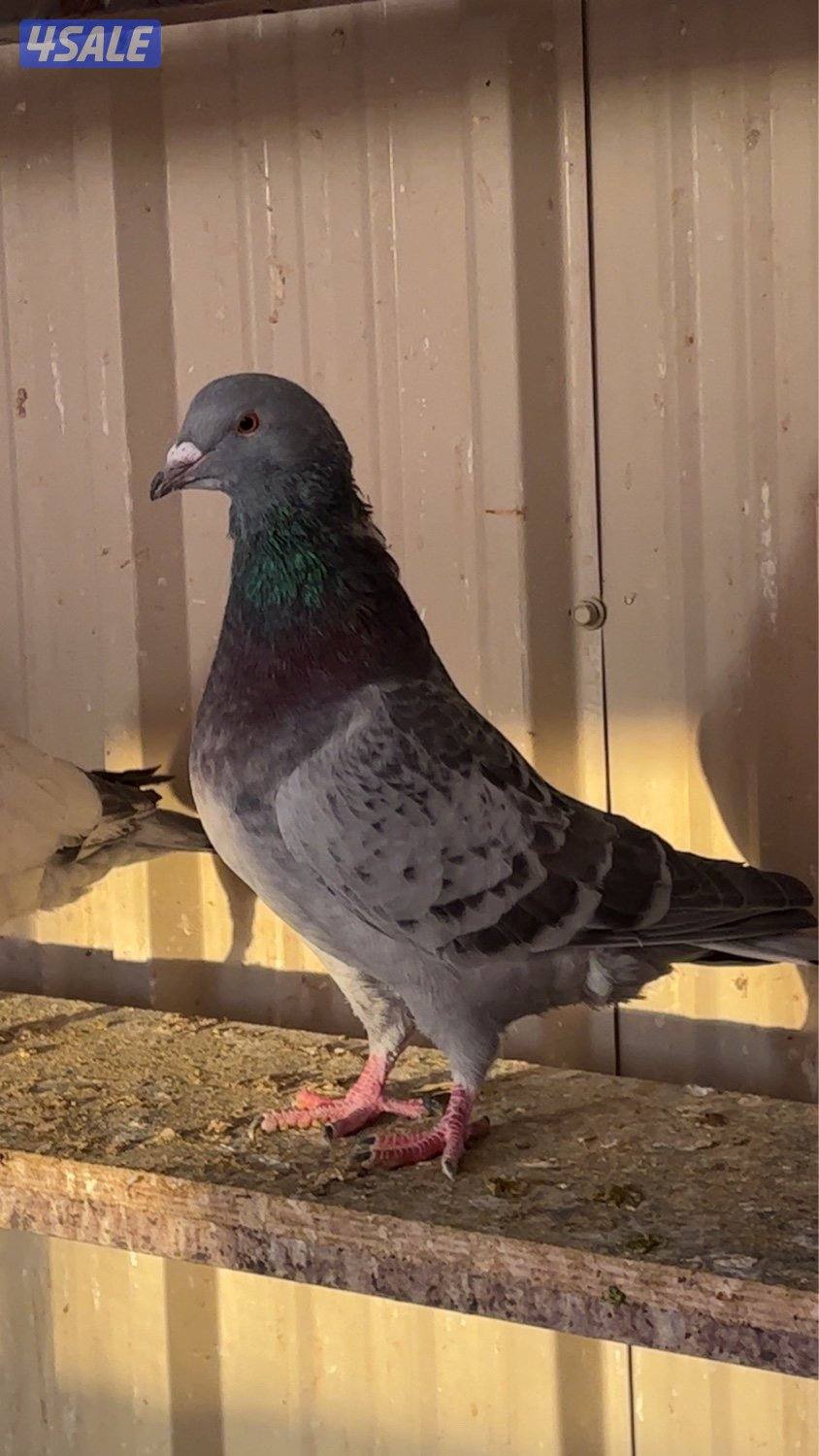 للبيع حمام تركيب دشي حمام طيبه ماشاءالله1