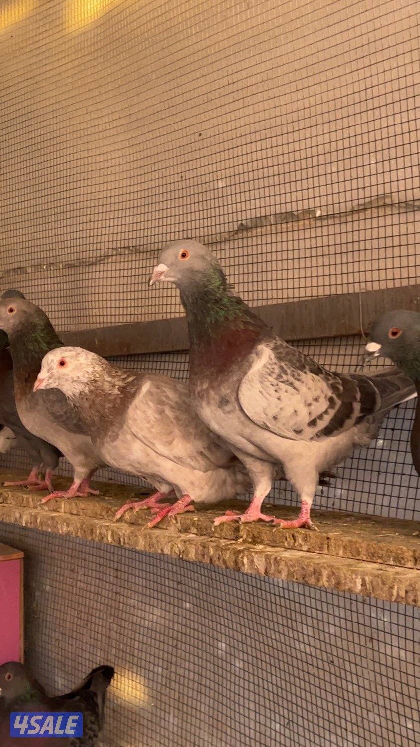 للبيع حمام تركيب دشي حمام طيبه ماشاءالله2