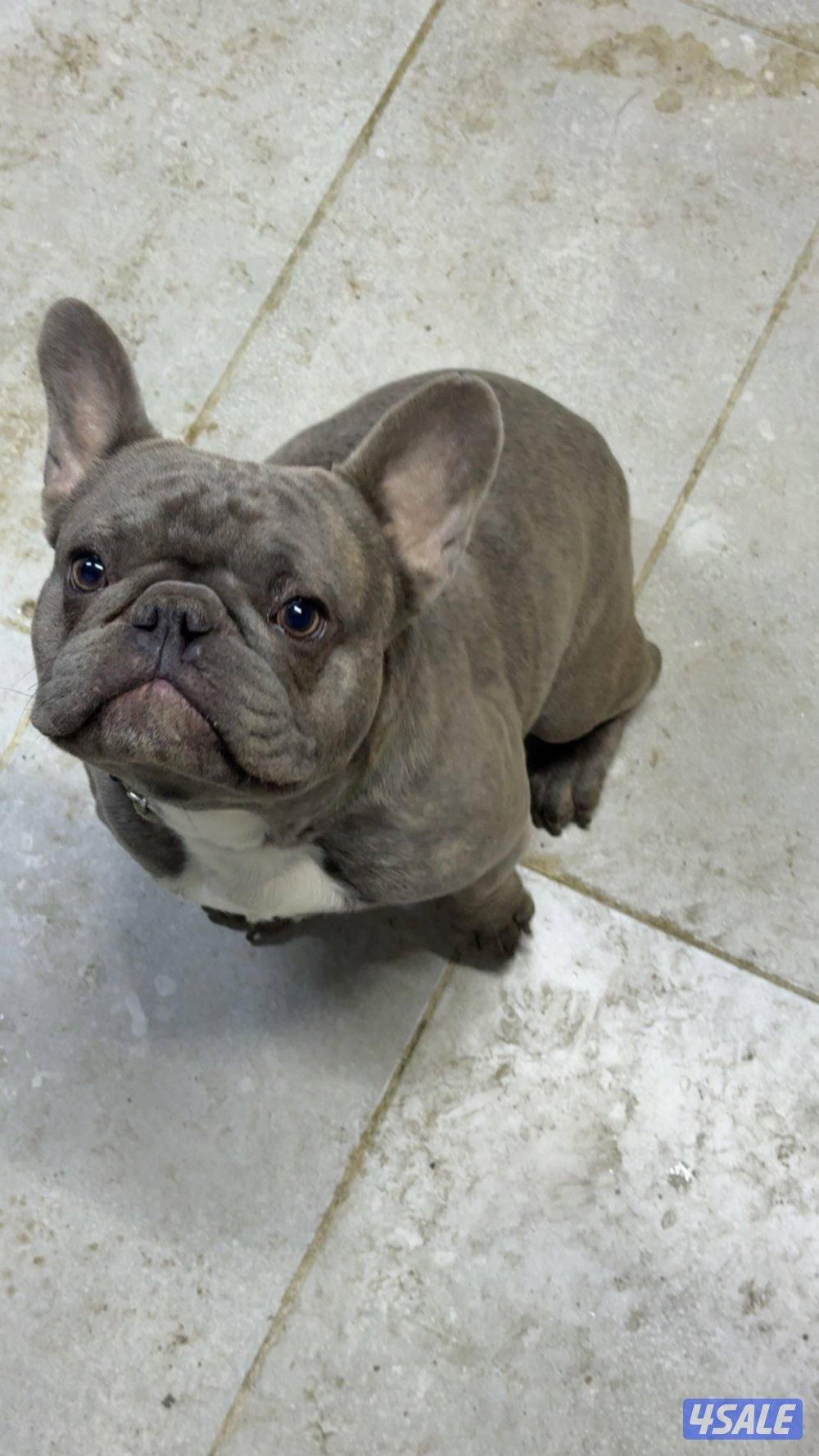 للبيع جلاب بول دوق1