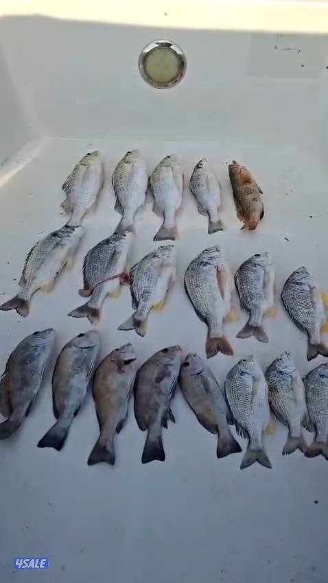 تاجير قوارب صيد حداق ايجار قوارب رحلات بحرية5