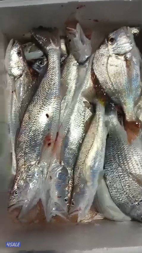 تاجير قوارب صيد حداق ايجار قوارب رحلات بحرية12