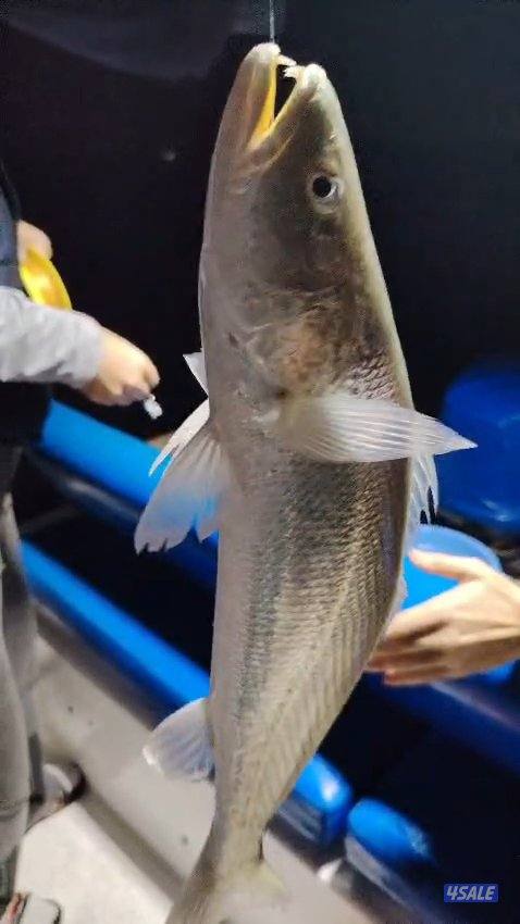 تاجير قوارب صيد حداق ايجار قوارب رحلات بحرية14