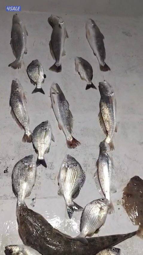 تاجير قوارب صيد حداق ايجار قوارب رحلات بحرية15