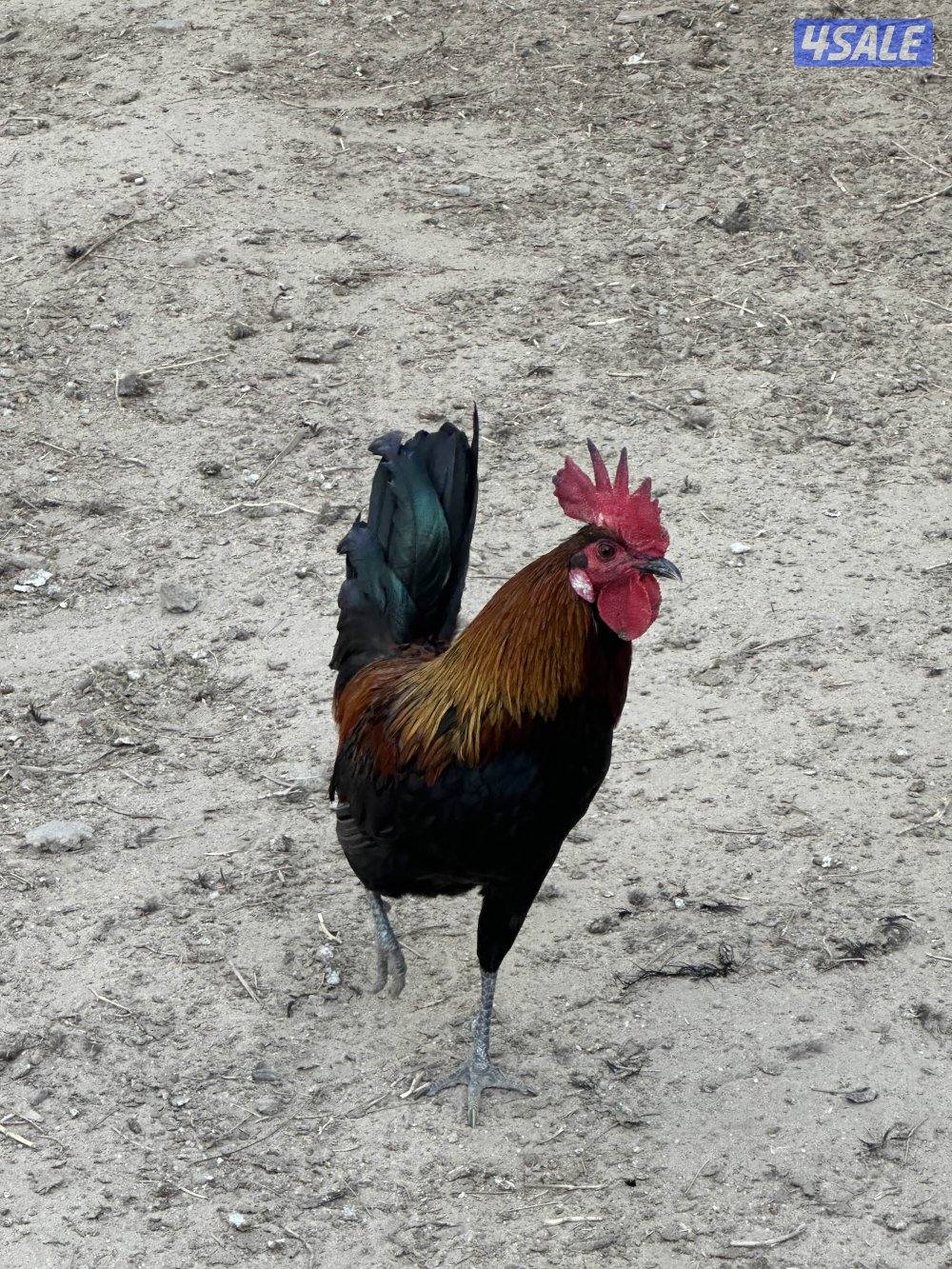 ‏ مزارع الوفرة فريق 7000