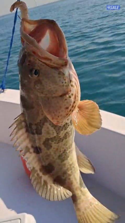 ايجار طراد صيد تاجير طراد حداق تاجير طراد رحلات بحرية4