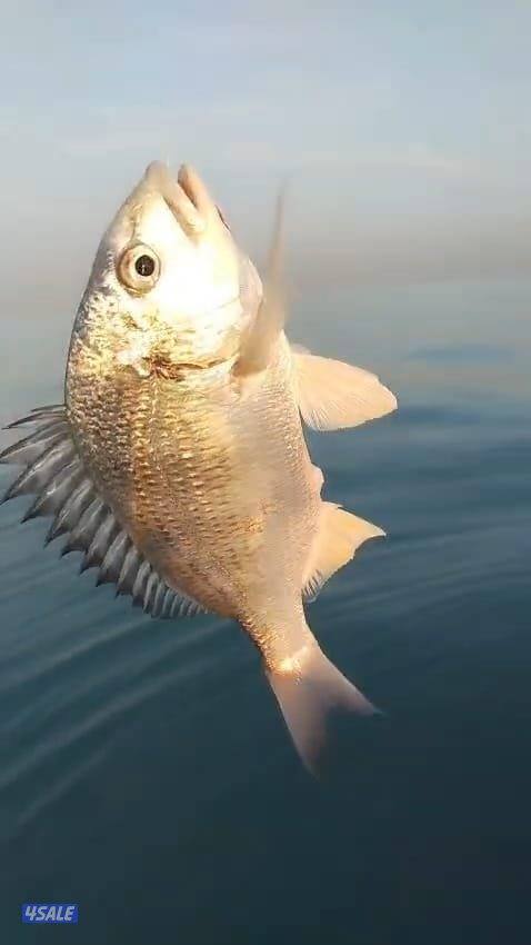 ايجار طراد صيد تاجير طراد حداق تاجير طراد رحلات بحرية3