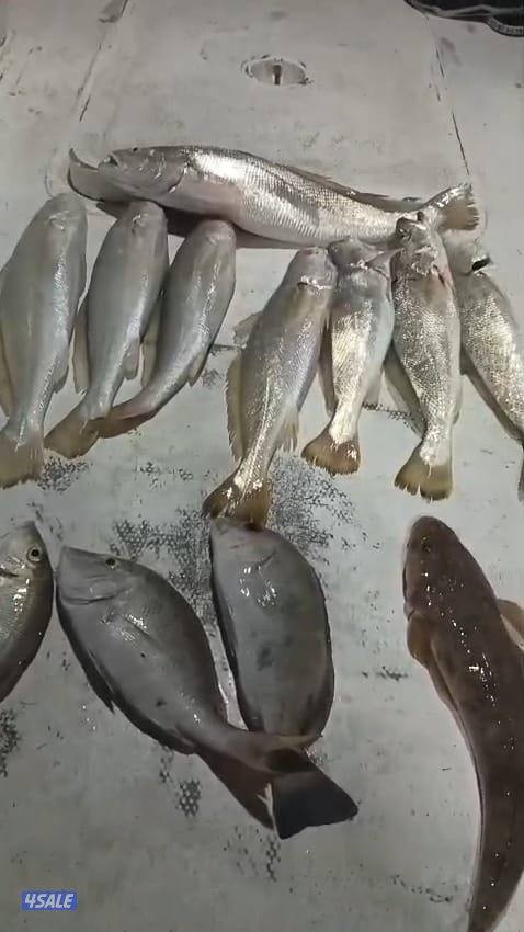 ايجار طراد صيد تاجير طراد حداق تاجير طراد رحلات بحرية7