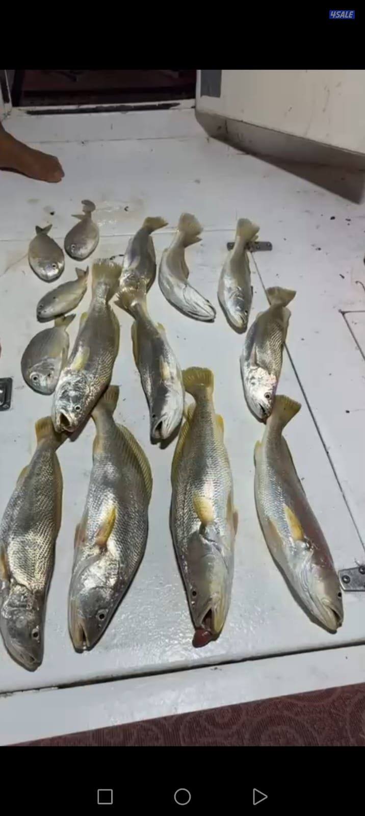 ايجار طراد صيد تاجير طراد حداق تاجير طراد رحلات بحرية9