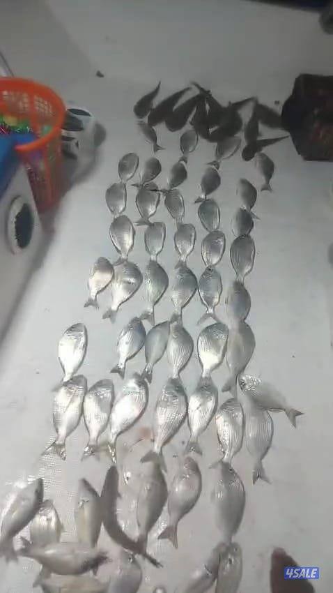 ايجار طراد صيد تاجير طراد حداق تاجير طراد رحلات بحرية10