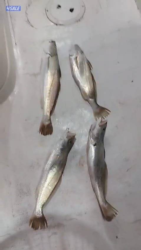 ايجار طراد صيد تاجير طراد حداق تاجير طراد رحلات بحرية14