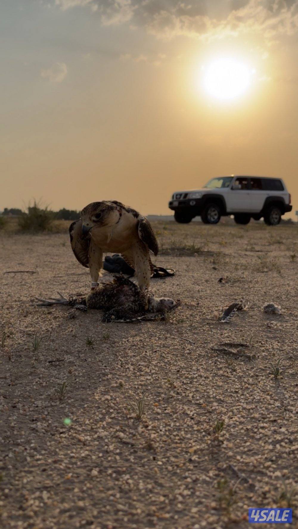 شرررط واذا فيه شي انا اتحمل الفحص بالكامل1