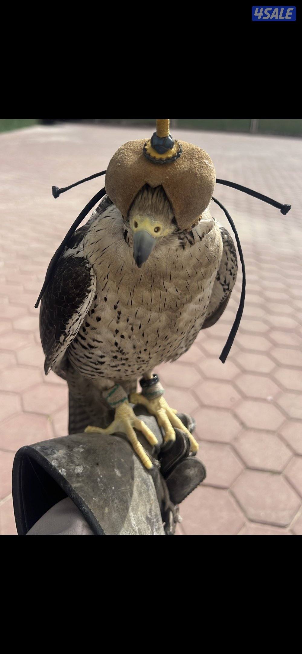 وكريه مفقوده في صباح الاحمد عليها حجل بسم رجال العازمي0