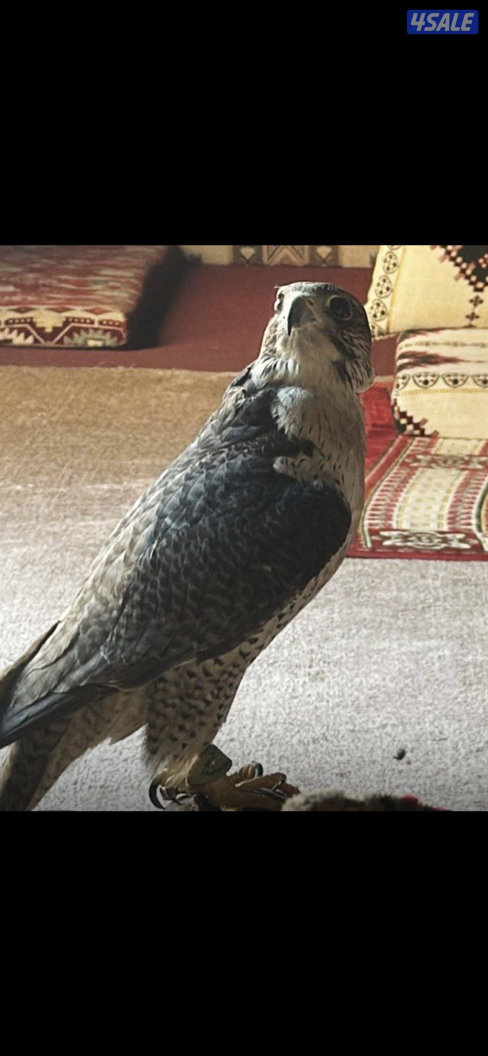 وكريه مفقوده في صباح الاحمد عليها حجل بسم رجال العازمي1