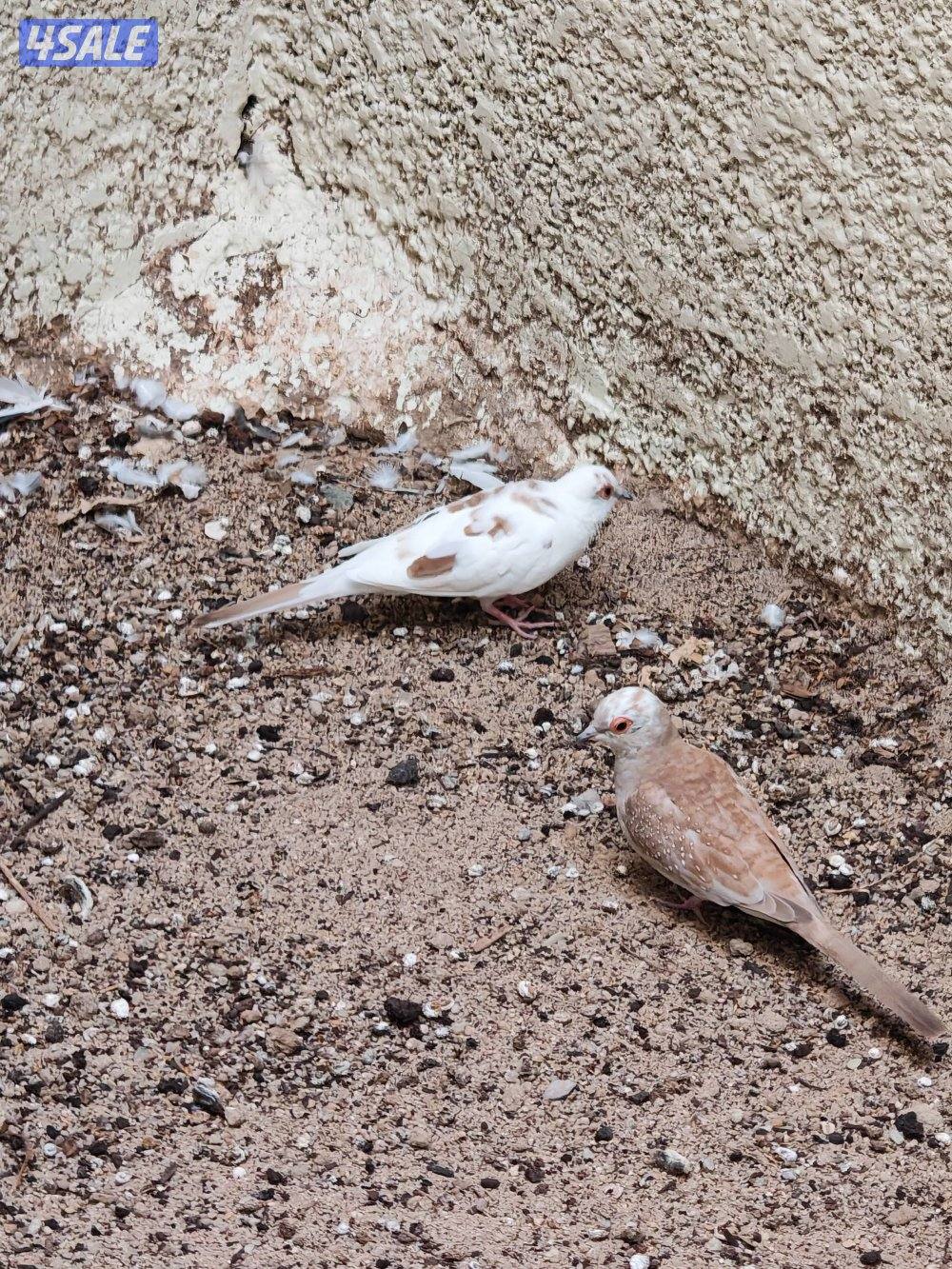 سلوي قطعة 12 شارع 14 منزل 230