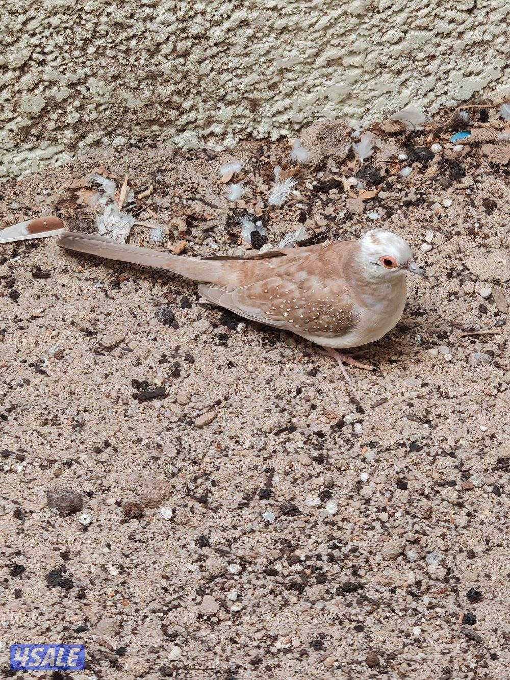 سلوي قطعة 12 شارع 14 منزل 231