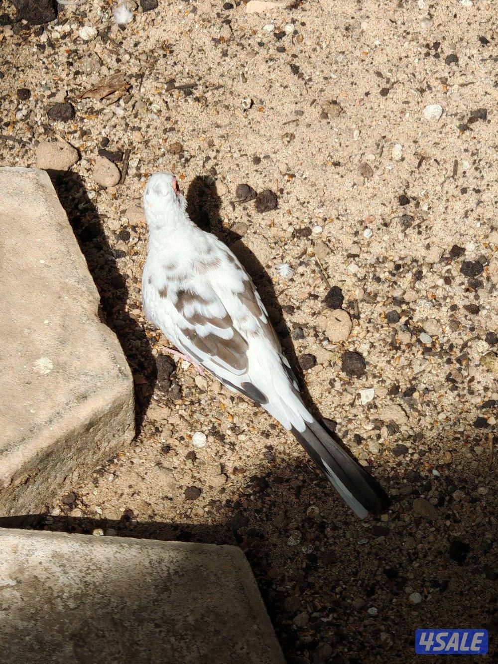 سلوي قطعة 12 شارع 14 منزل 232