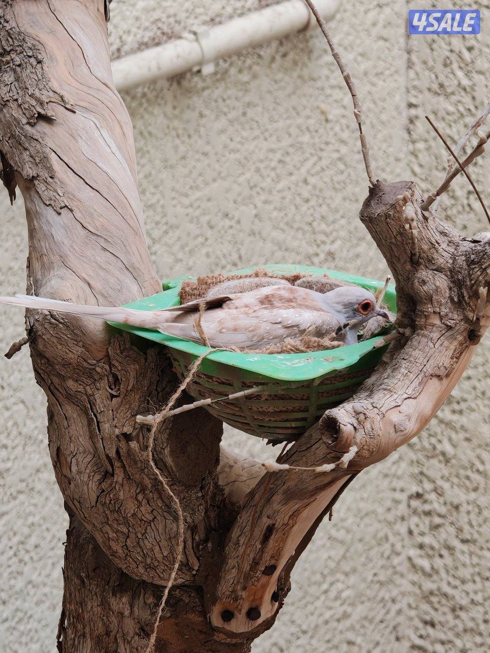 سلوي قطعة 12 شارع 14 منزل 234