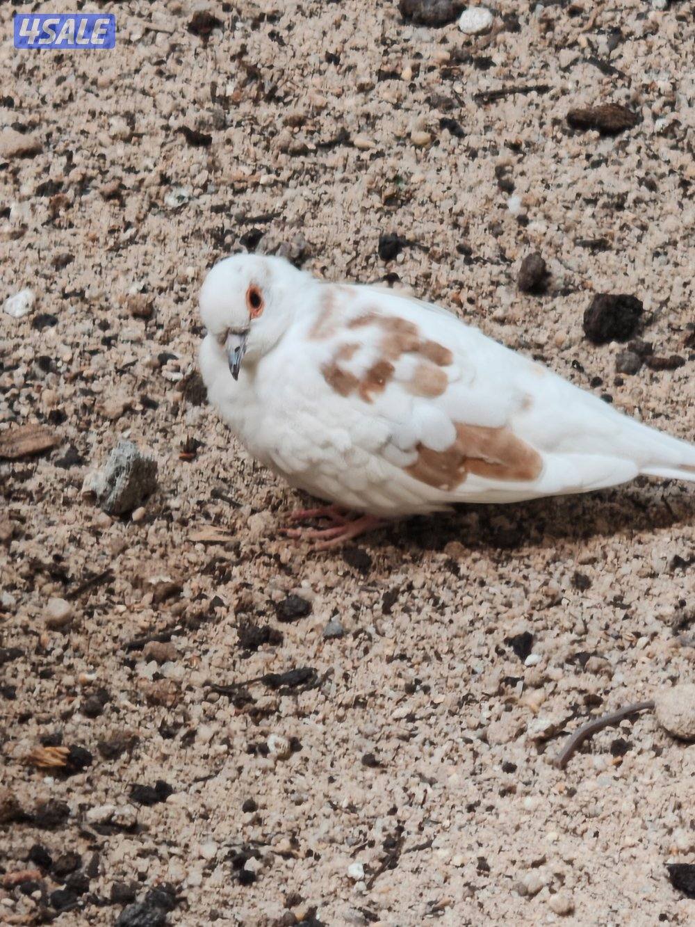 سلوي قطعة 12 شارع 14 منزل 235