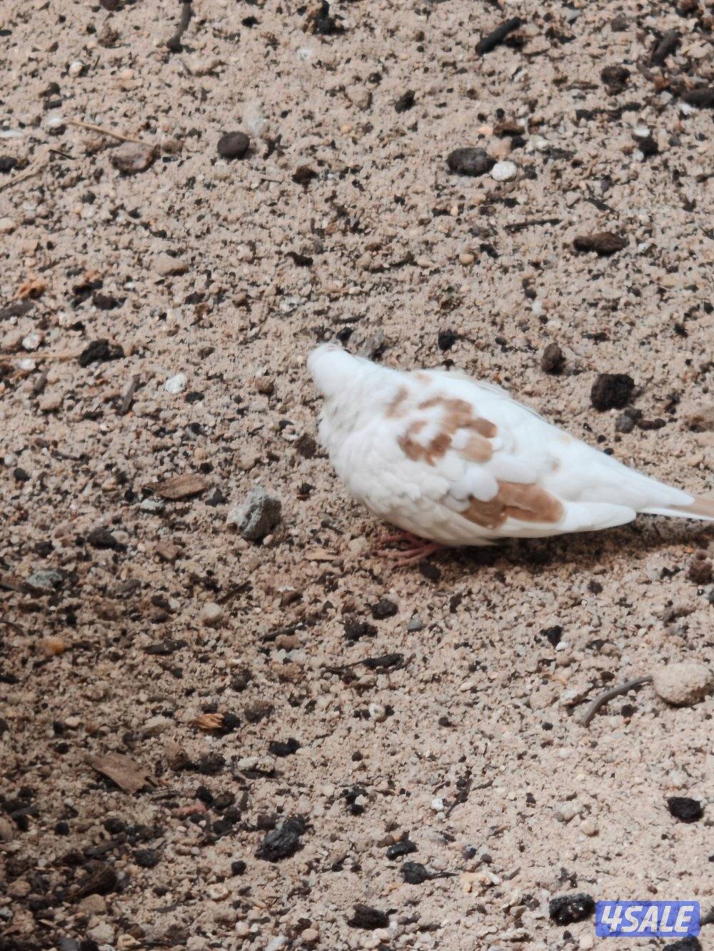 سلوي قطعة 12 شارع 14 منزل 236