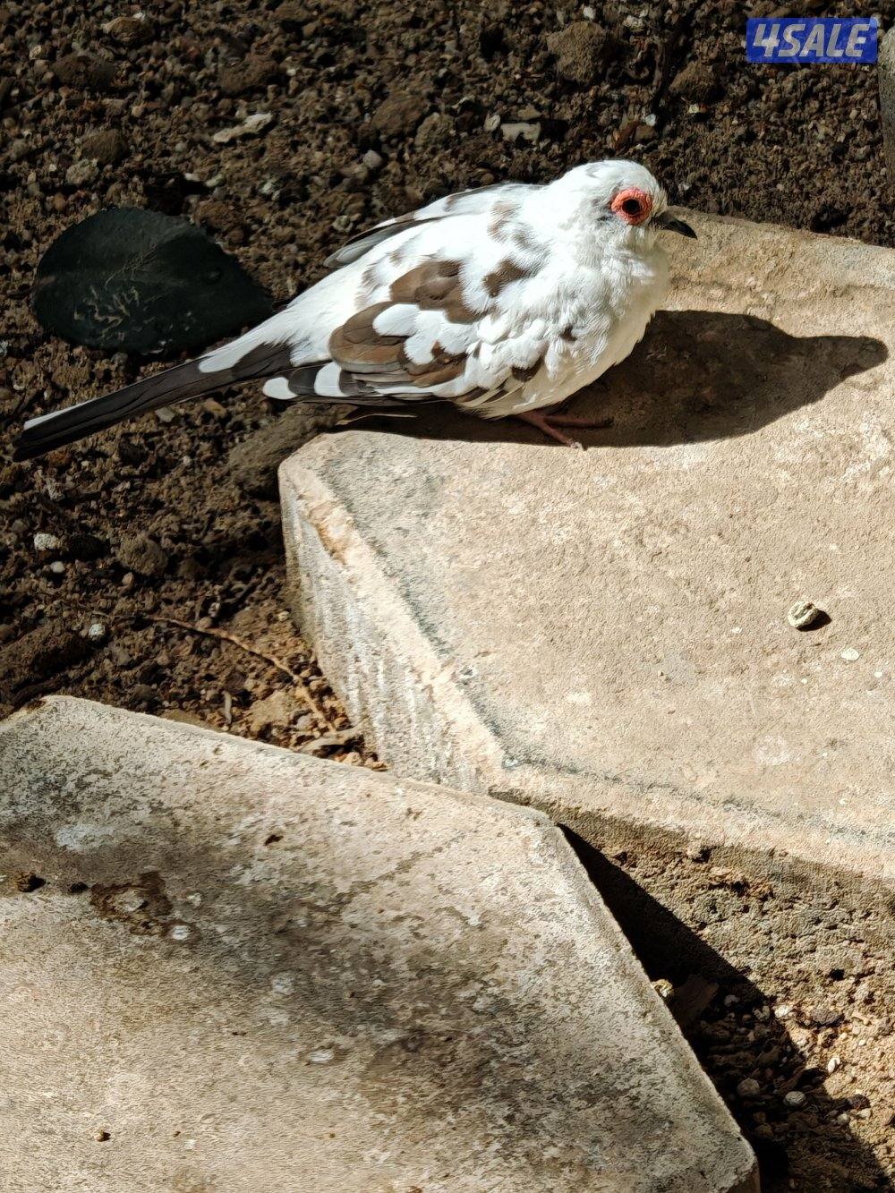 سلوي قطعة 12 شارع 14 منزل 237