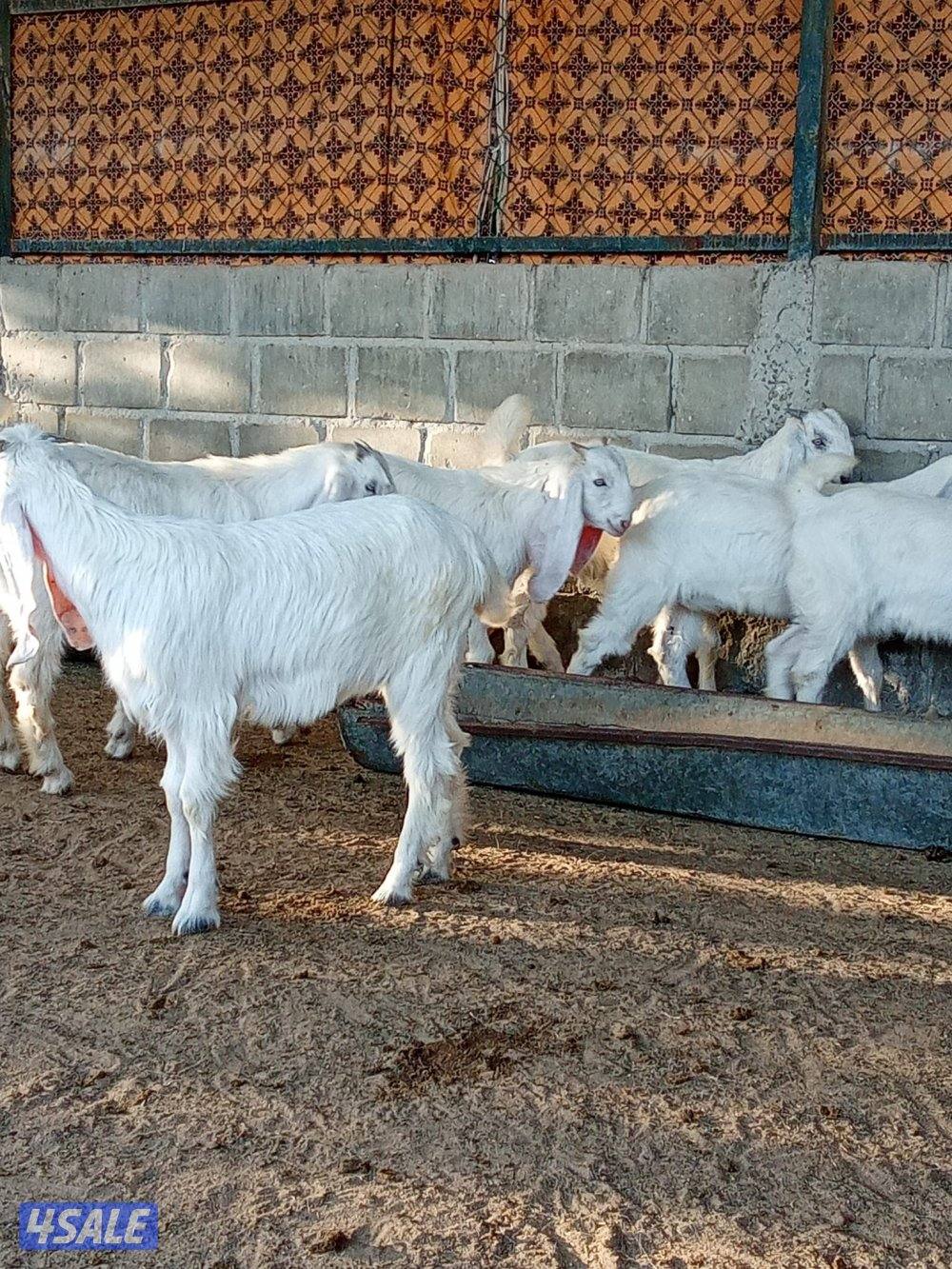 للبيع جفرات عدد 6 العمر 4 شهور في رس الانجليزي منوة الجناي0