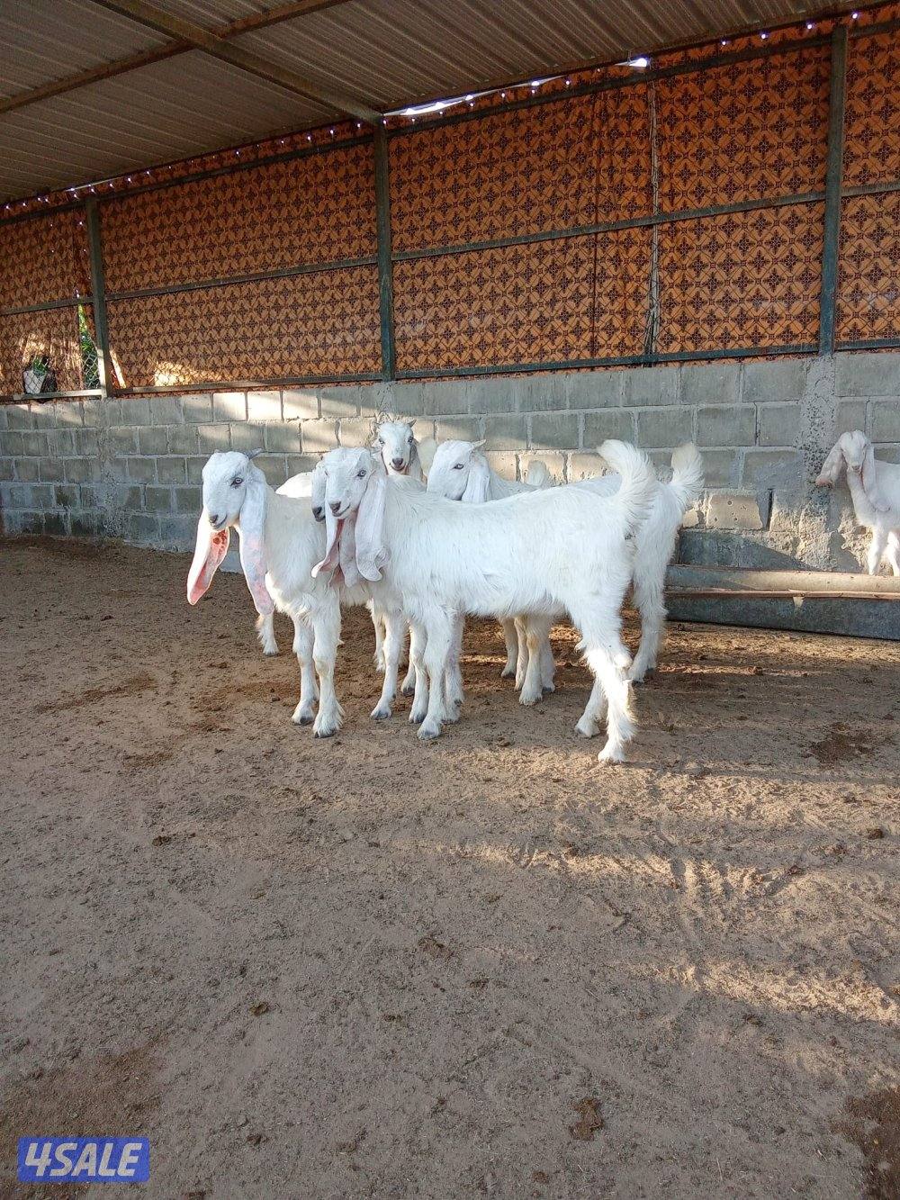 للبيع جفرات عدد 6 العمر 4 شهور في رس الانجليزي منوة الجناي2