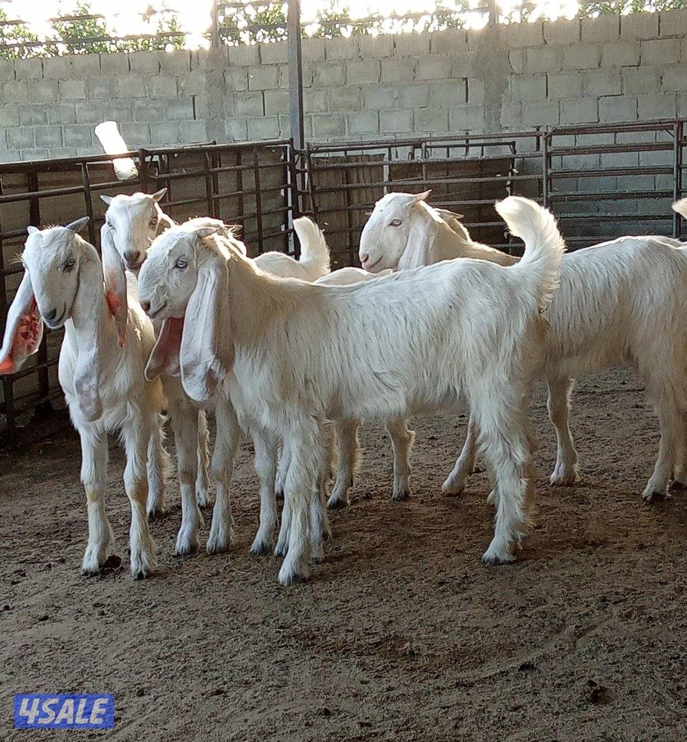 للبيع جفرات عدد 6 العمر 4 شهور في رس الانجليزي منوة الجناي4